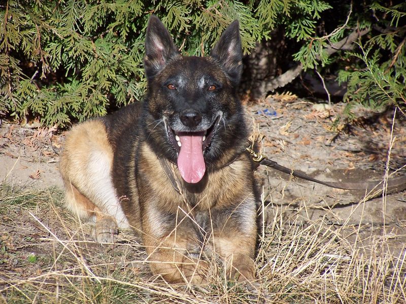 Run, le chien de Bruno Besson, délégation Rhône Alpes