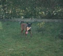 Run et son jouet fétiche.. un poulet en plastique